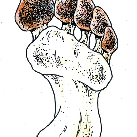 Illustration 14