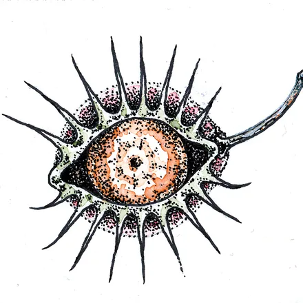 Illustration 13