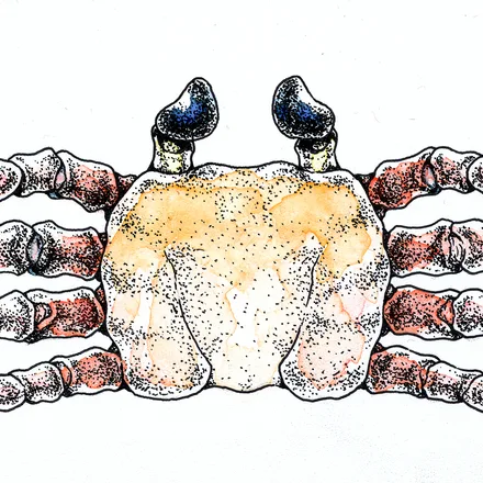 Illustration 15